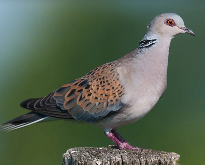 Title: Saudi Arabia: Ban on Hunting the Globally Endangered Turtle Dove