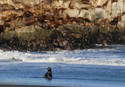 Floods Free Sea Lion from Captivity in New York