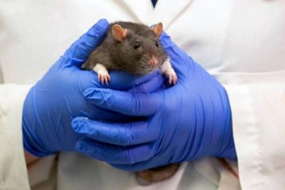 Pfizer: COVID Vaccine Update Induces Immune Response in Mice