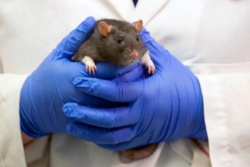 Pfizer: COVID Vaccine Update Induces Immune Response in Mice