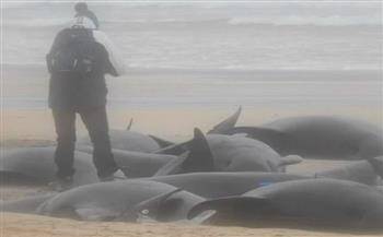 Title: More than 50 Whales Die in Scotland