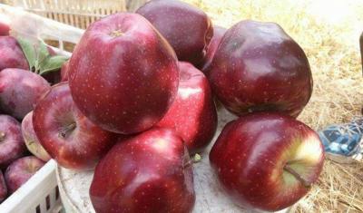 Title: Egypt Did Not Ban the Import of 23 Types of Fruits from Lebanon