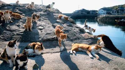 Cats in Cyprus Infected by Coronavirus, Risk of Spread to Lebanon and Neighboring Areas