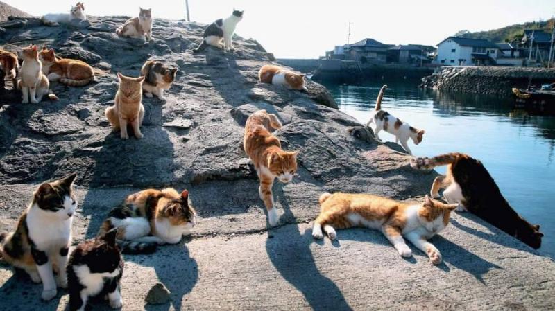 Cats in Cyprus Infected by Coronavirus, Risk of Spread to Lebanon and Neighboring Areas