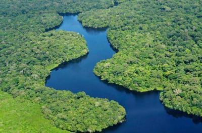 The World Loses 41,000 Square Kilometers of Tropical Forests
