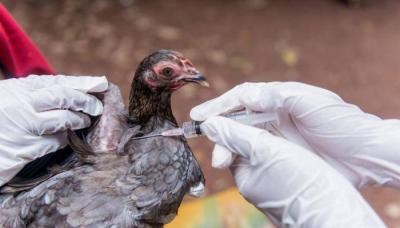 France Plans to Launch Bird Flu Vaccination Program