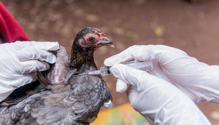 France Plans to Launch Bird Flu Vaccination Program