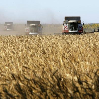 Grain Harvest in Russia in 2023