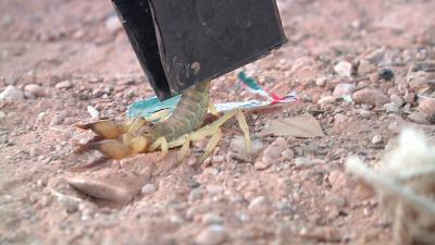 Title: Organization: Tunisian Children Hunting Venomous Creatures for Livelihood