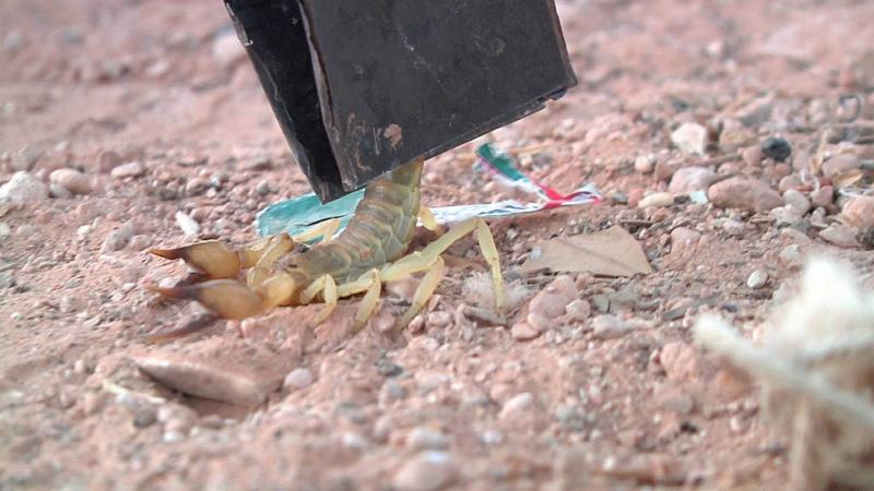 Title: Organization: Tunisian Children Hunting Venomous Creatures for Livelihood