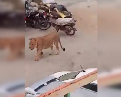 Fleeing Lion Causes Panic in Karachi, Pakistan