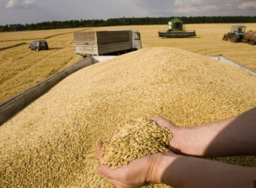 Title: Ukraine Anticipates Increase in Winter Wheat Production