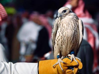 Title: Sale of a Rare Saudi Falcon at a Record Price
