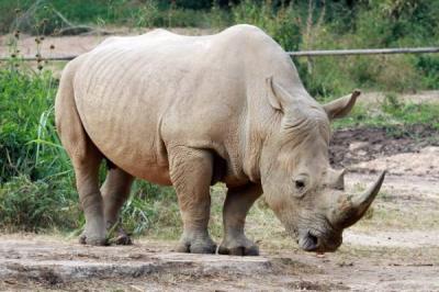Decline in Rhino Poaching in South Africa