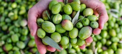 Title: Southern Farmers' Union Condemns Targeting of Olive Fields