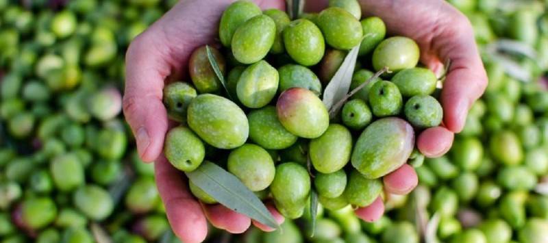 Title: Southern Farmers' Union Condemns Targeting of Olive Fields