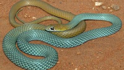 Discovery of a New Species of Venomous Snake