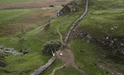 British Teen Arrested for Cutting Down Tree Featured in "Robin Hood" Film