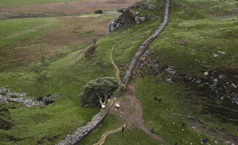 British Teen Arrested for Cutting Down Tree Featured in 