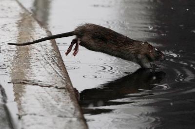 Video: New York Infested with Rats and Rodents