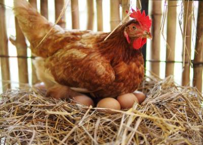 Egg Prices in Russia Are the Cheapest Worldwide: What Are the Prices in Arab Countries?