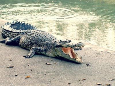 Shocking Video... Crocodile Devours Soccer Player