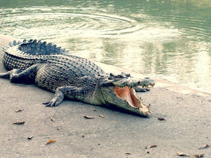Shocking Video... Crocodile Devours Soccer Player