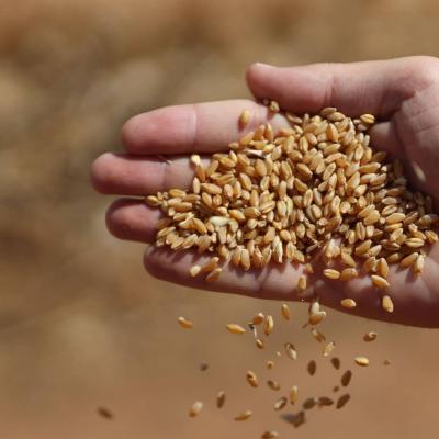 Algeria Issues Tender for Wheat Flour Purchase