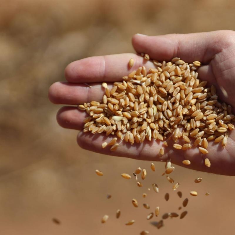 Algeria Issues Tender for Wheat Flour Purchase