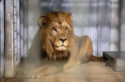 Major Alert in Rome Due to Lion: Video