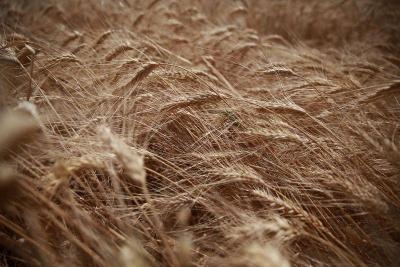 Jordan Purchases Approximately 60,000 Tons of Wheat in Tender