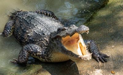 Diver Escapes Crocodile's Jaws Miraculously