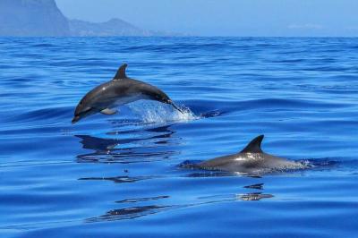 Dolphins in South Africa Move Unusually... Is an Earthquake Coming?