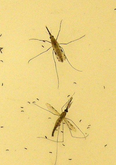 Ghana Receives First Approval for Oxford Malaria Vaccine