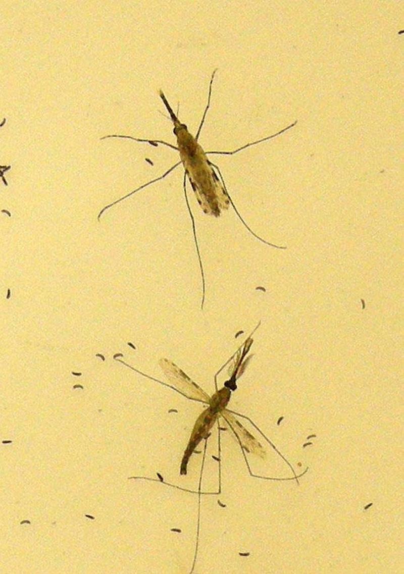 Ghana Receives First Approval for Oxford Malaria Vaccine