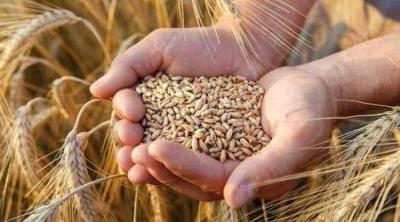 Moscow to Start Sending Russian Grain to Africa Within a Month