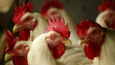 Issue Due to Poultry Farm in Batroun