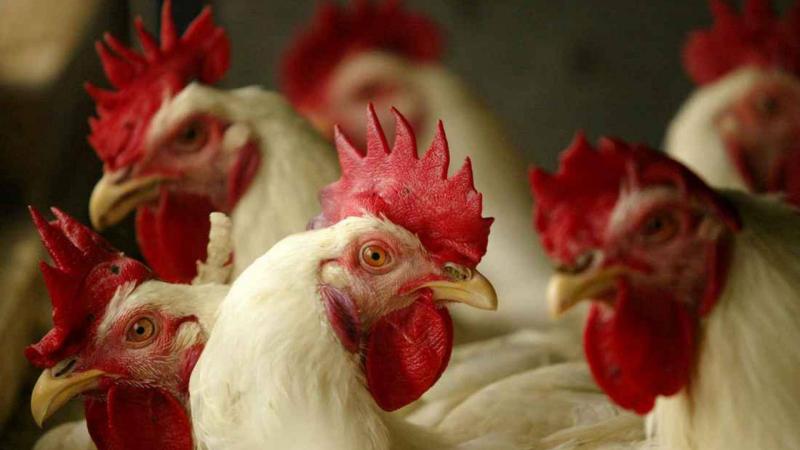 Issue Due to Poultry Farm in Batroun