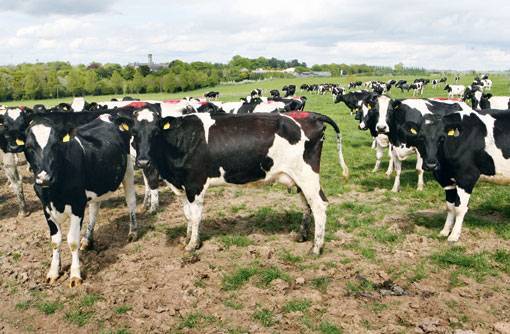 Decision to Slaughter 200,000 Cows in Ireland