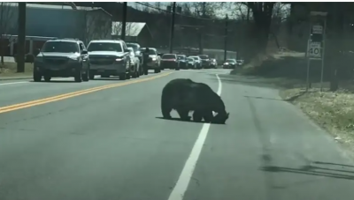 Title: A Bear's Struggle to Protect Her Cubs (Video)