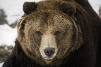 Title: Video: Bear Attacks Workers in the Republic of Sakha, Russia
