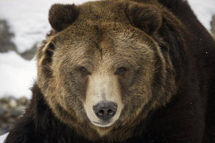 Title: Video: Bear Attacks Workers in the Republic of Sakha, Russia