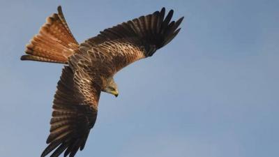 Israel Uses Falcons to Locate Its Fallen