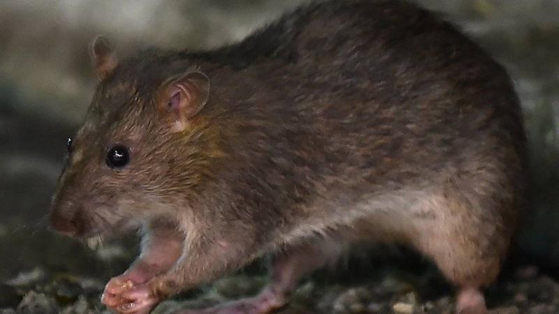 Title: Rare Giant Rats Observed for the First Time in History