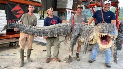 Record-Breaking Alligator Caught in Mississippi