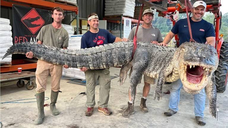 Record-Breaking Alligator Caught in Mississippi