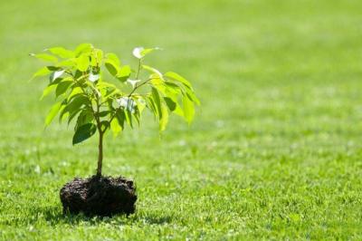 Plant Today ... A Saudi Expert Explains