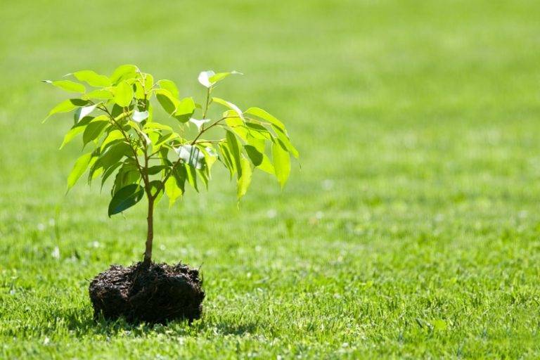Plant Today ... A Saudi Expert Explains