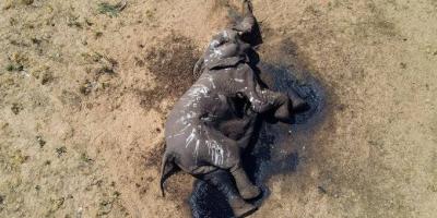 Title: Approximately 100 Elephants Die in Zimbabwe