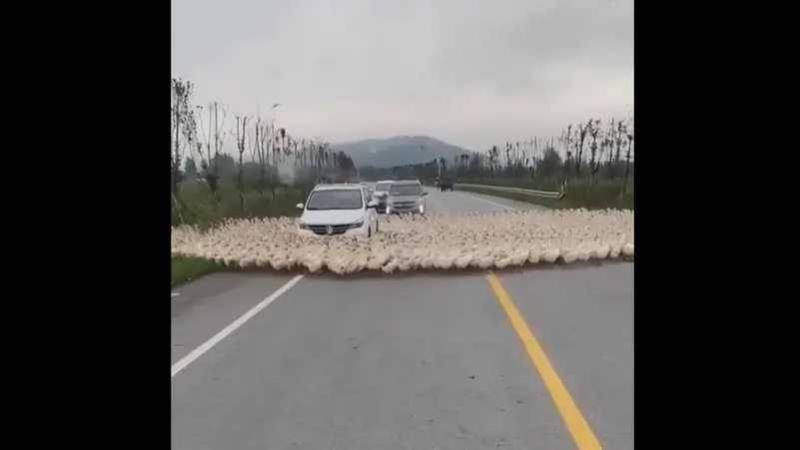 Strange and Terrifying Phenomenon Repeats: Ducks Walking in Circles